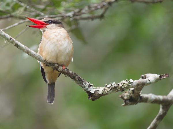 <h3><a href="/trips/tanzania/biota/animalia/chordata/aves/037 coraciiformes/003 alcedinidae/halcyon albiventris/halcyon albiventris-nl.html">Halcyon&nbsp;albiventris</a> / Brown‑hooded&nbsp;kingfisher / Bruinkapijsvogel</h3>OM-1 Mark II met OLYMPUS M.150-400mm F4.5, 1/2000 sec  bij F4.5, ISO 6400, afstand 7.38&nbsp;m